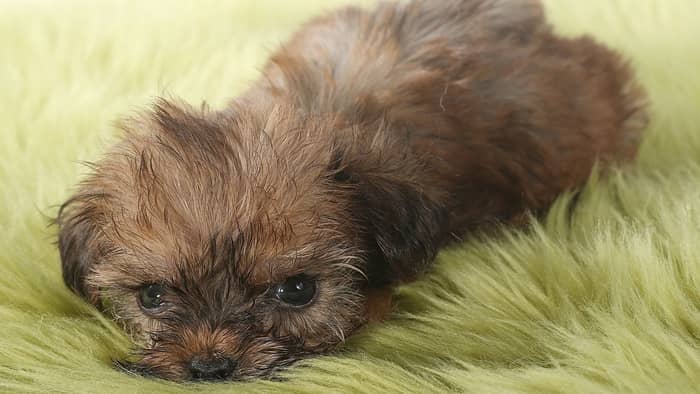 do teacup yorkies shed