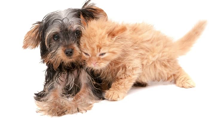 do yorkies like cats