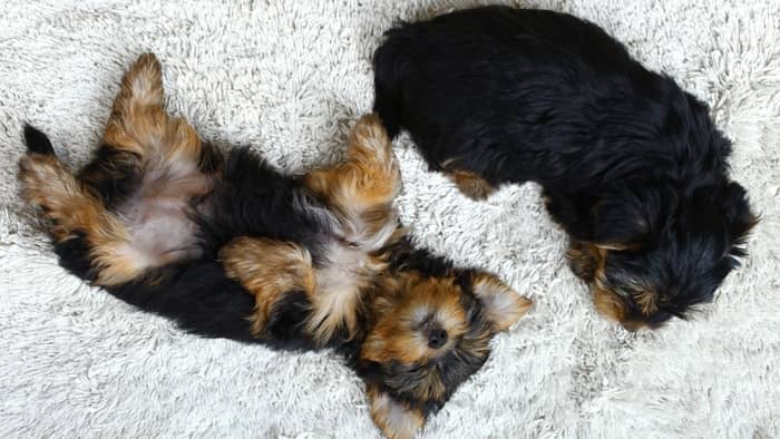 how many times can a yorkie get pregnant in a year