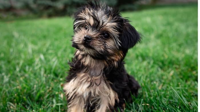 how much do teacup yorkies shed