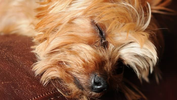 how much do yorkies sleep