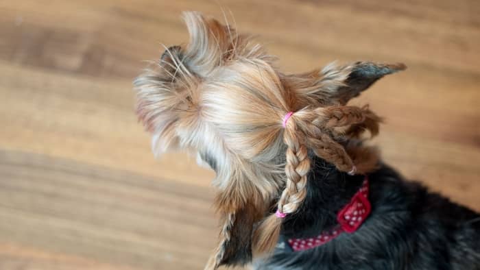 how to make yorkie hair silky