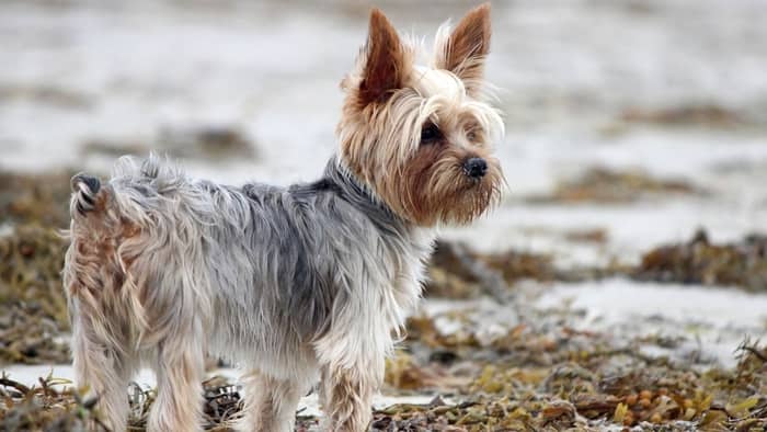 taping yorkie ears