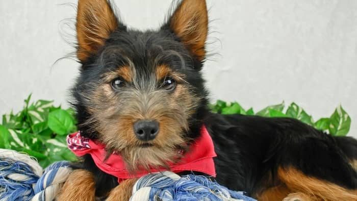 yorkie mix breeds