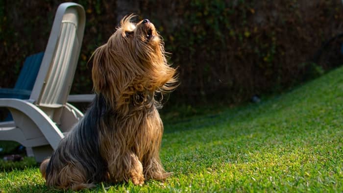 yorkie snorting