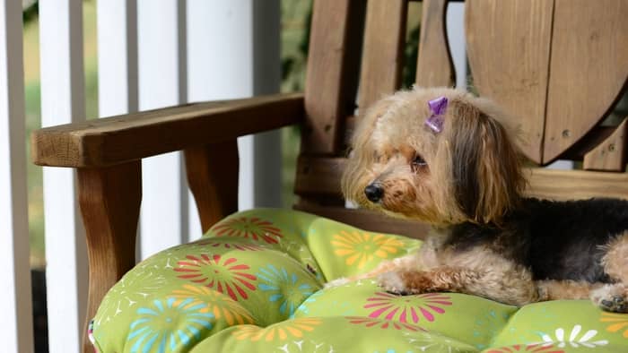 Are Yorkiepoos bigger than Yorkies