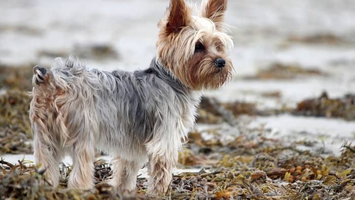 Are Yorkies supposed to have long tails
