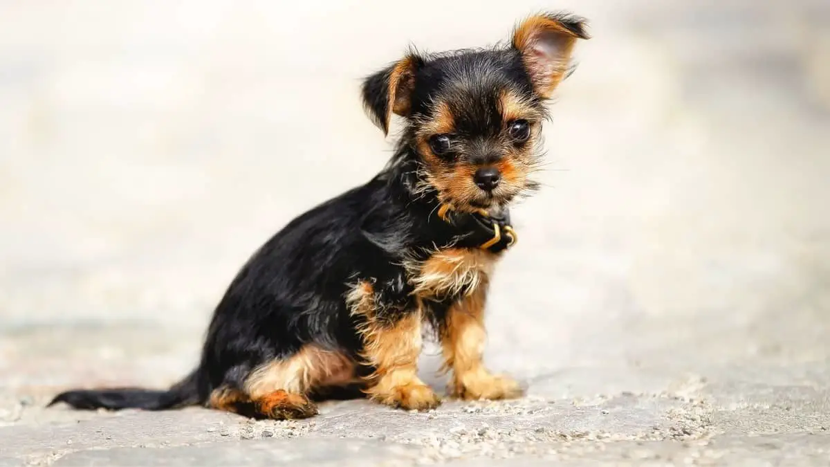 Chihuahua Yorkie Puppies – A Healthy, Happy, Good Looking Dog For The Whole Family