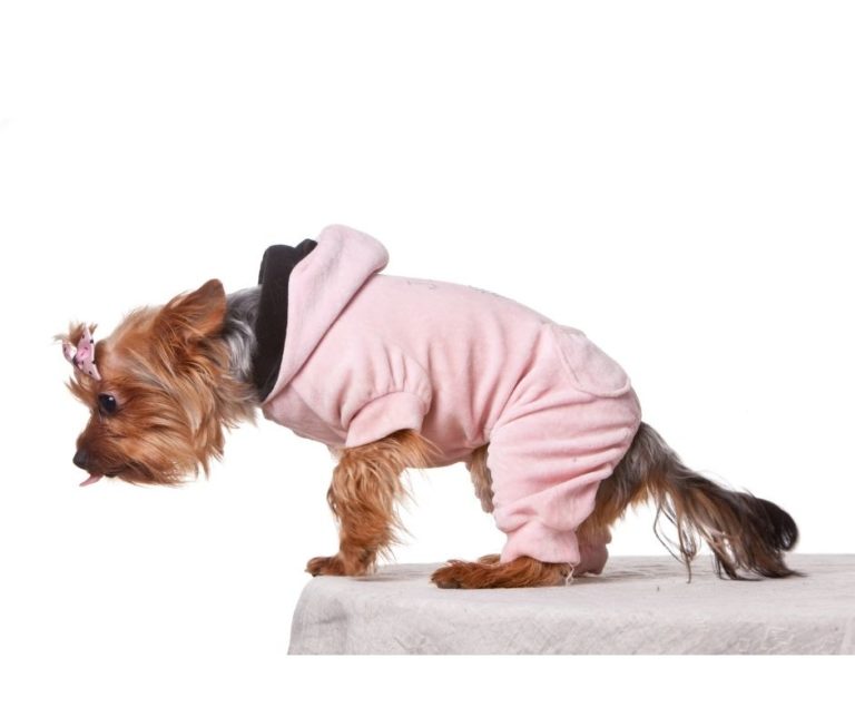 How Big Do Parti Yorkies Get?