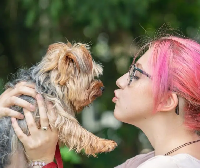How Do Yorkies Show Affection?