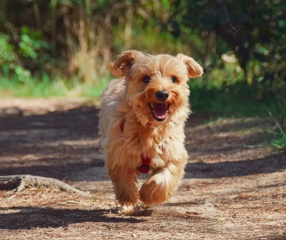 how-do-yorkies-age-our-yorkie