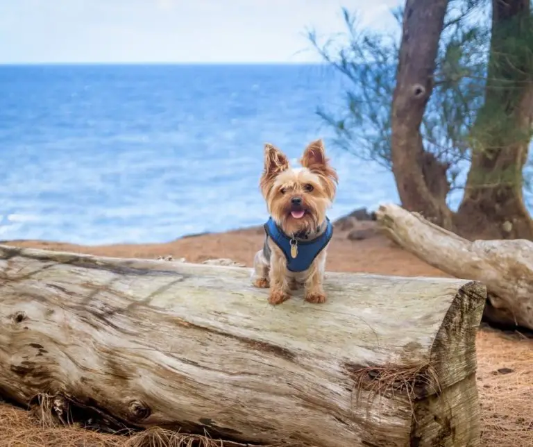 How Long Do Yorkies Grow? Our Yorkie