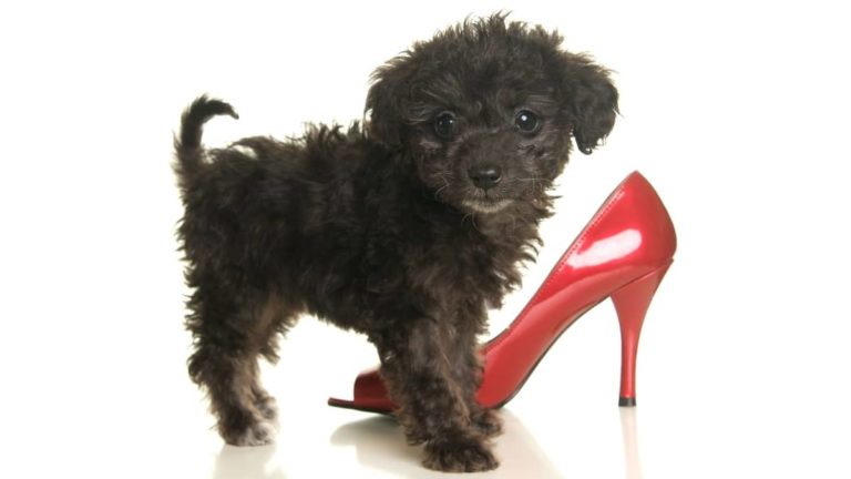 How Long Is The Graceful Yorkie Poodle Lifespan