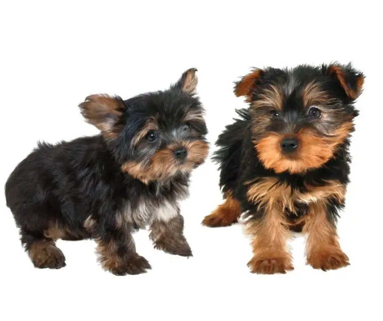 How Many Puppies Can Yorkies Have?