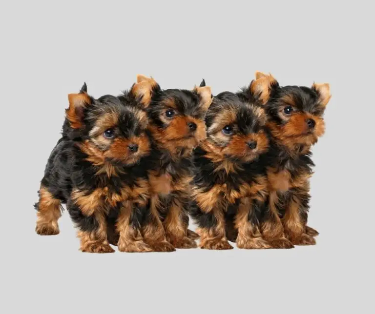 Gorgeous How Many Puppies Can A Yorkie Have Design Collection Gorgeous How Many Puppies Can A Yorkie Have Design Collection