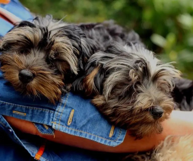 How Many Puppies Does A Yorkie Have?