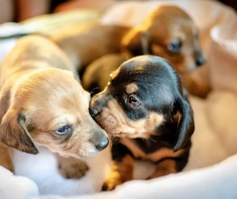 How Many Pups Do Yorkies Have?