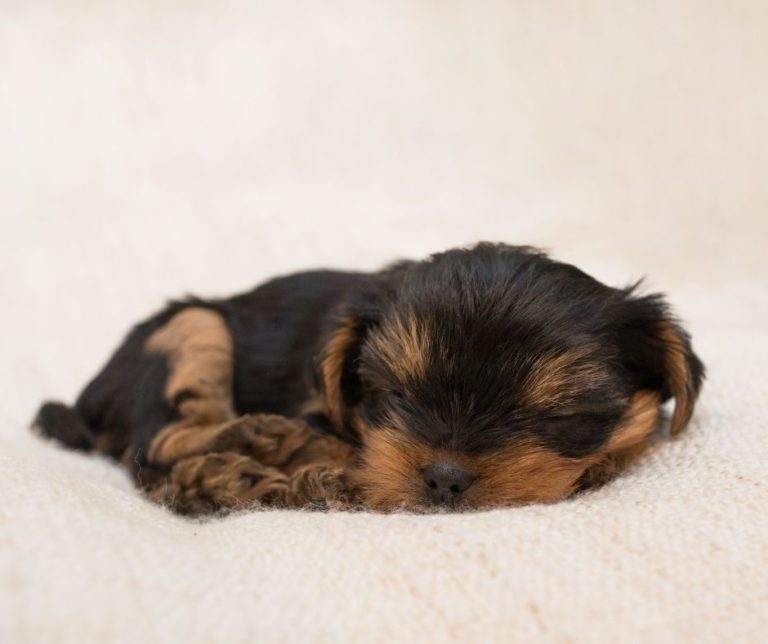 How Much Are Tea Cup Yorkies?