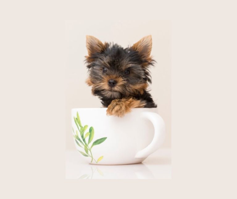 How Much Do Teacup Yorkie Puppies Cost? Our Yorkie