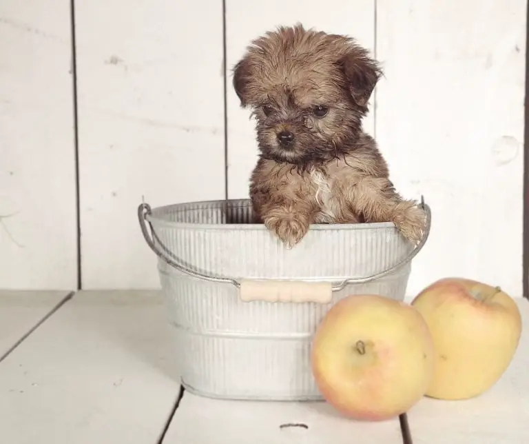 How Much For A Teacup Yorkie?