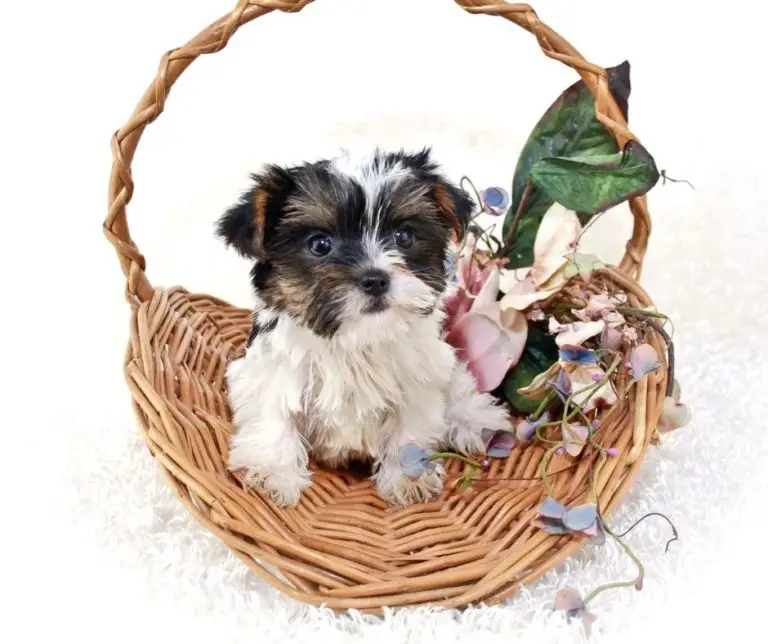 How Much Is A Parti Yorkie?