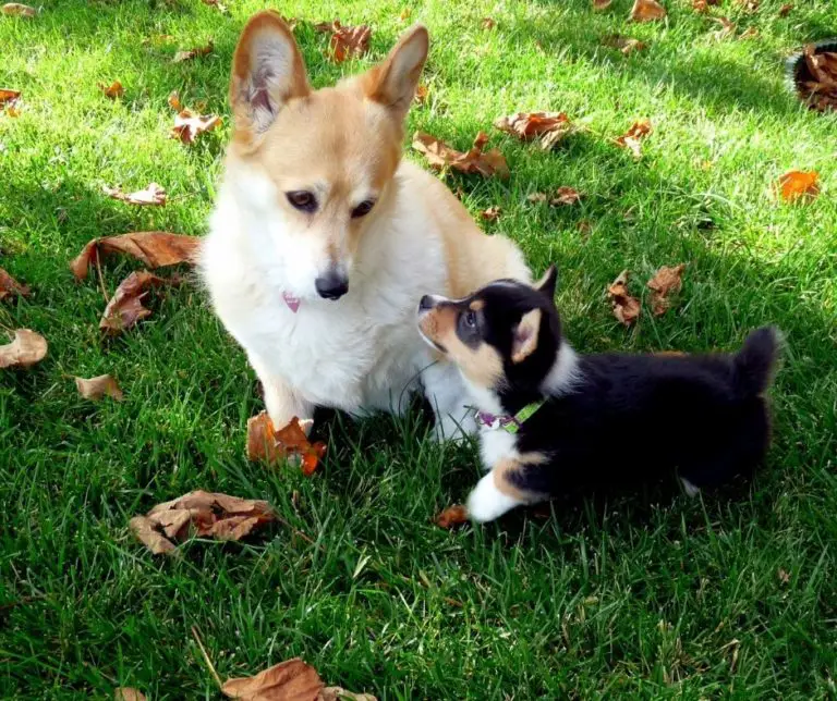 How Much Is A Yorkie Chihuahua Mix?