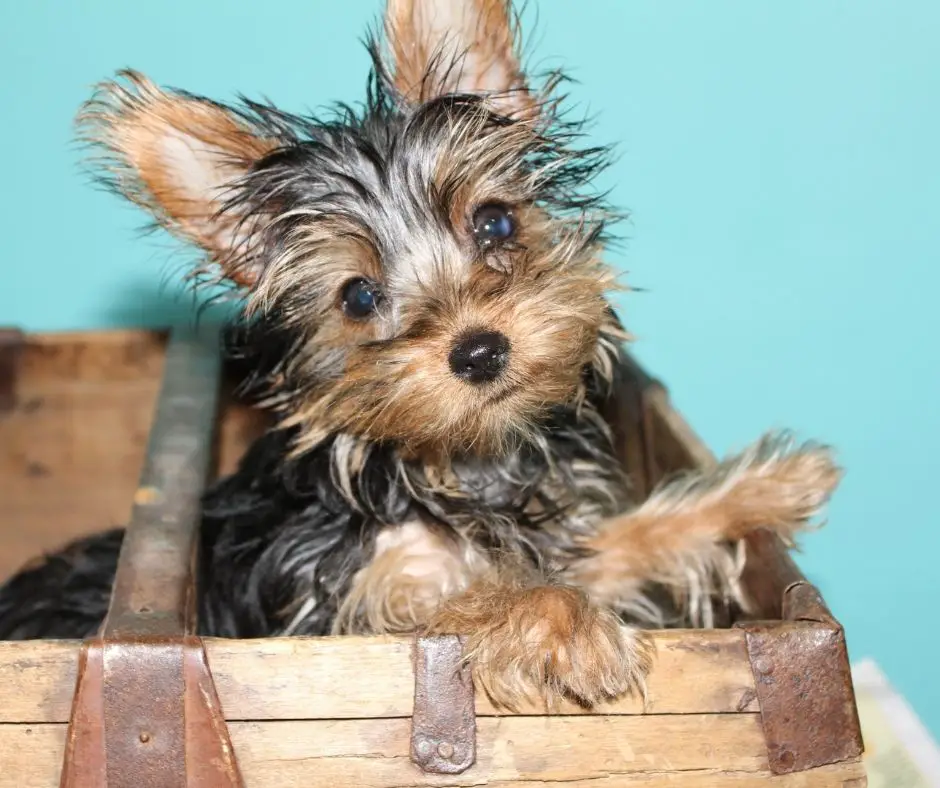 How Much Should I Charge To Stud My Yorkie Our Yorkie   How Much Should I Charge To Stud My Yorkie 