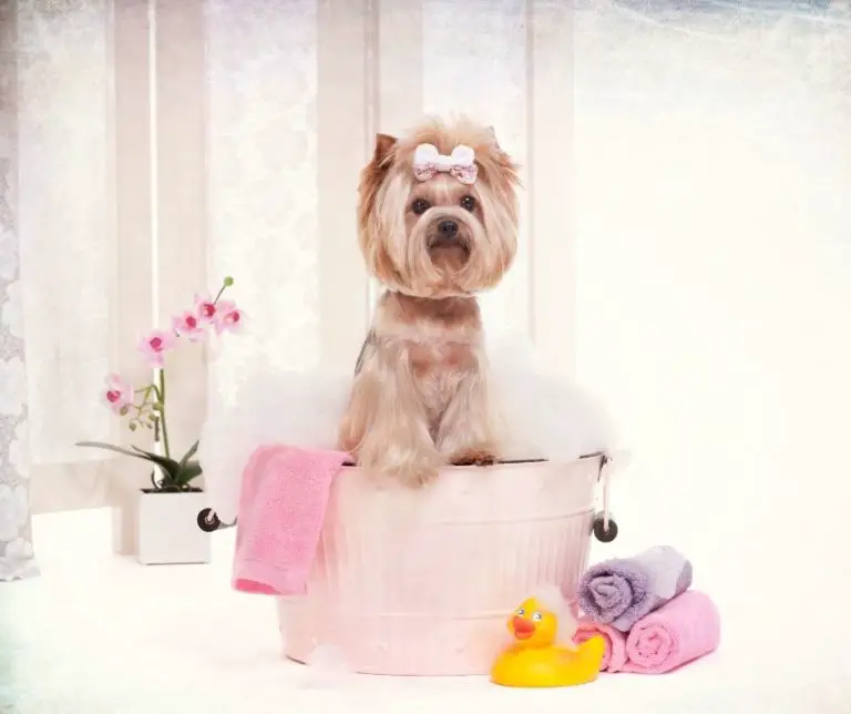 How Often Do You Bathe A Yorkie? Our Yorkie