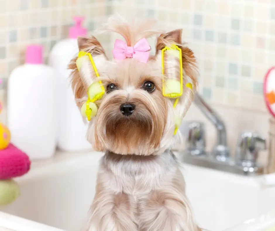 How Often Should You Wash Your Yorkie? Our Yorkie