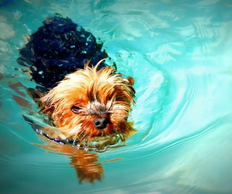How Often To Bathe Yorkie Puppy?