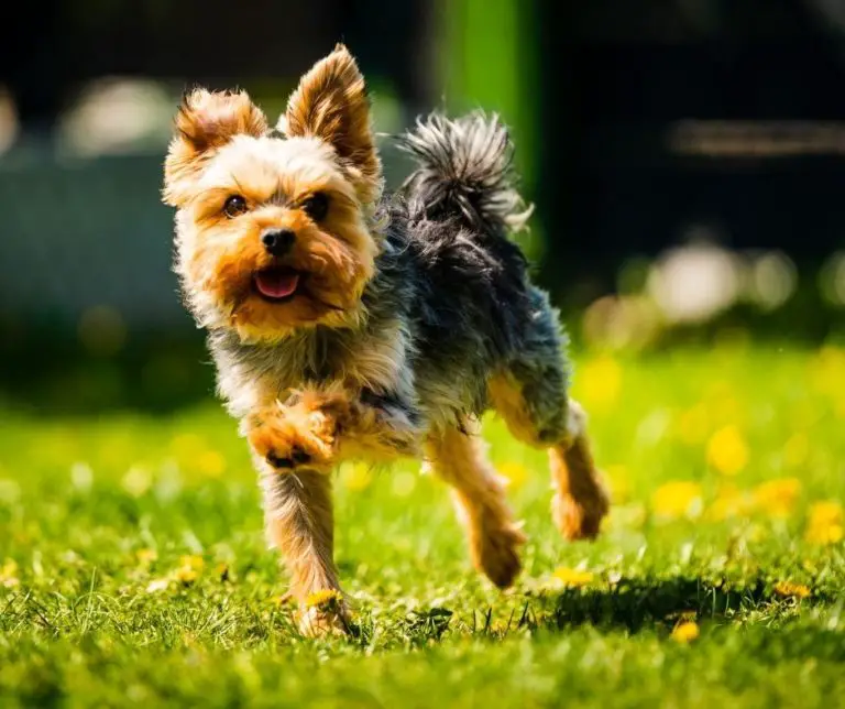 How Old Do Yorkies Have To Be To Breed? Our Yorkie