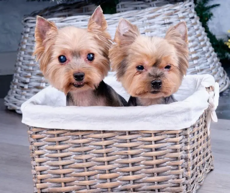 How To Breed Yorkies?