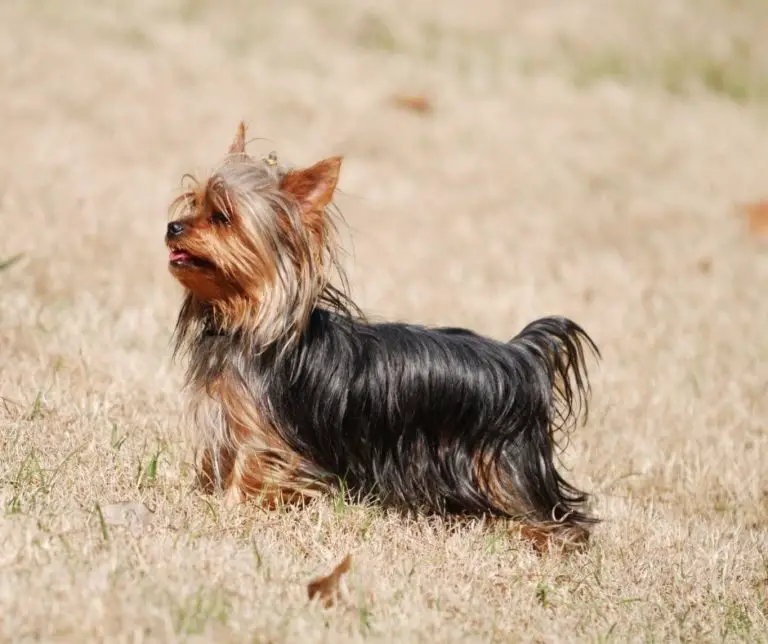 How To Cut A Yorkie?