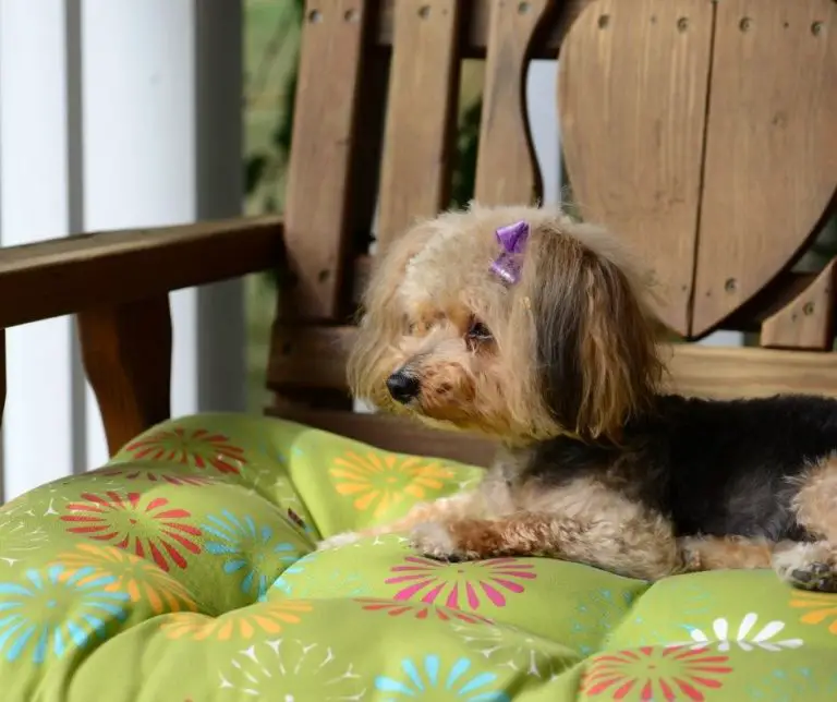 How To Cut A Yorkie Poo Hair?