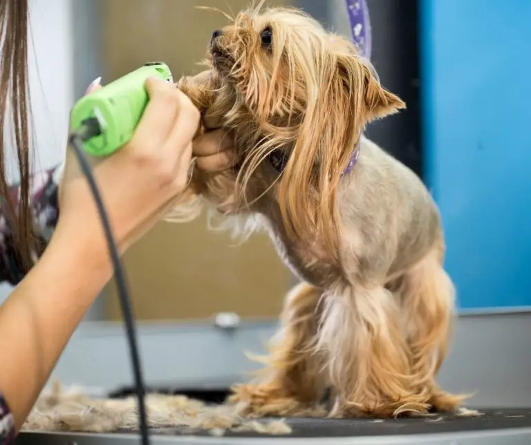 How To Give A Yorkie A Haircut?