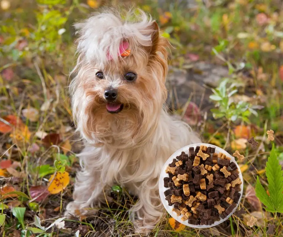 how-to-moisturize-yorkie-dry-skin-our-yorkie