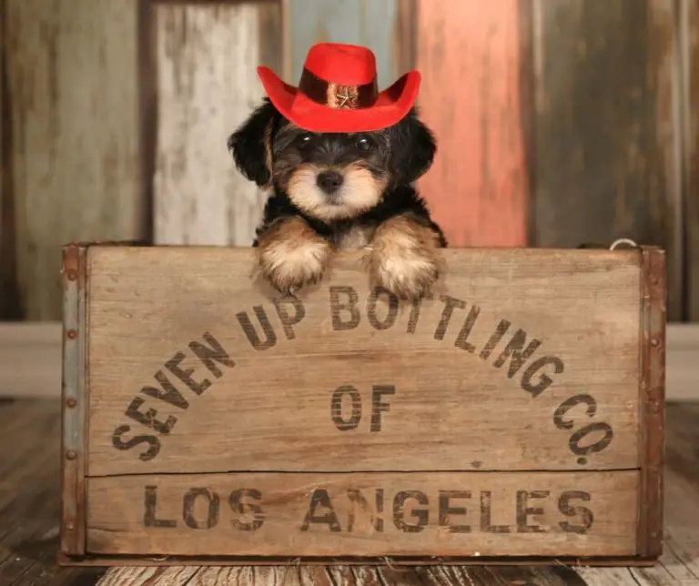 How To Potty Train A Teacup Yorkie?