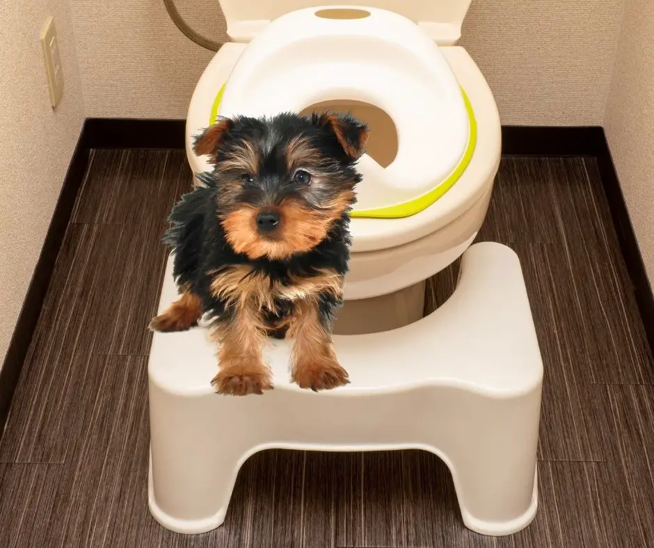 How To Potty Train A Yorkie Puppy Step By Step? - Our Yorkie