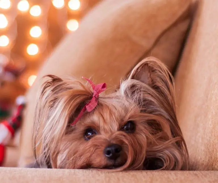 How To Take Care Of A Yorkie Hair?