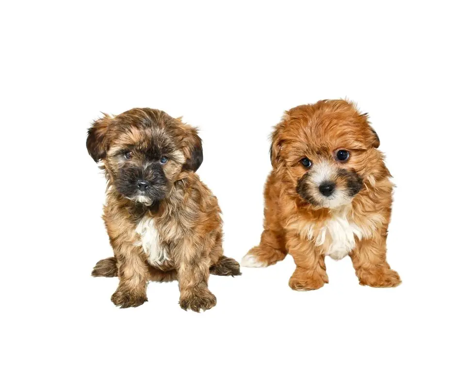 How To Train A Yorkie Poo? - Our Yorkie