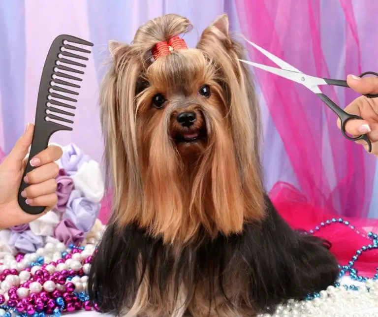 How To Trim A Yorkie?