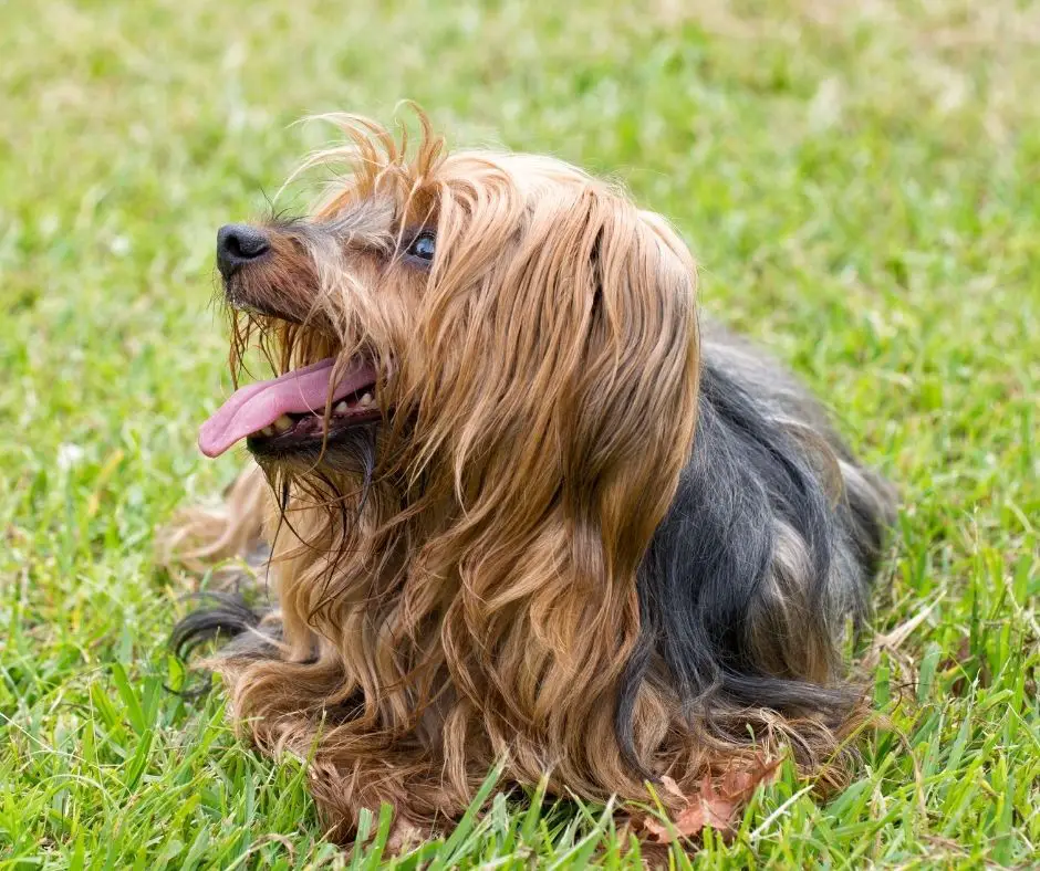 How To Trim Yorkie? - Our Yorkie