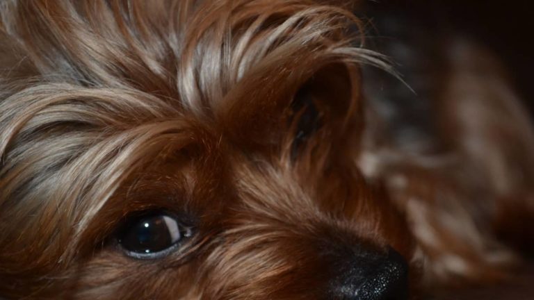 Is The Full Grown Chocolate Yorkie The Perfect Pet For You