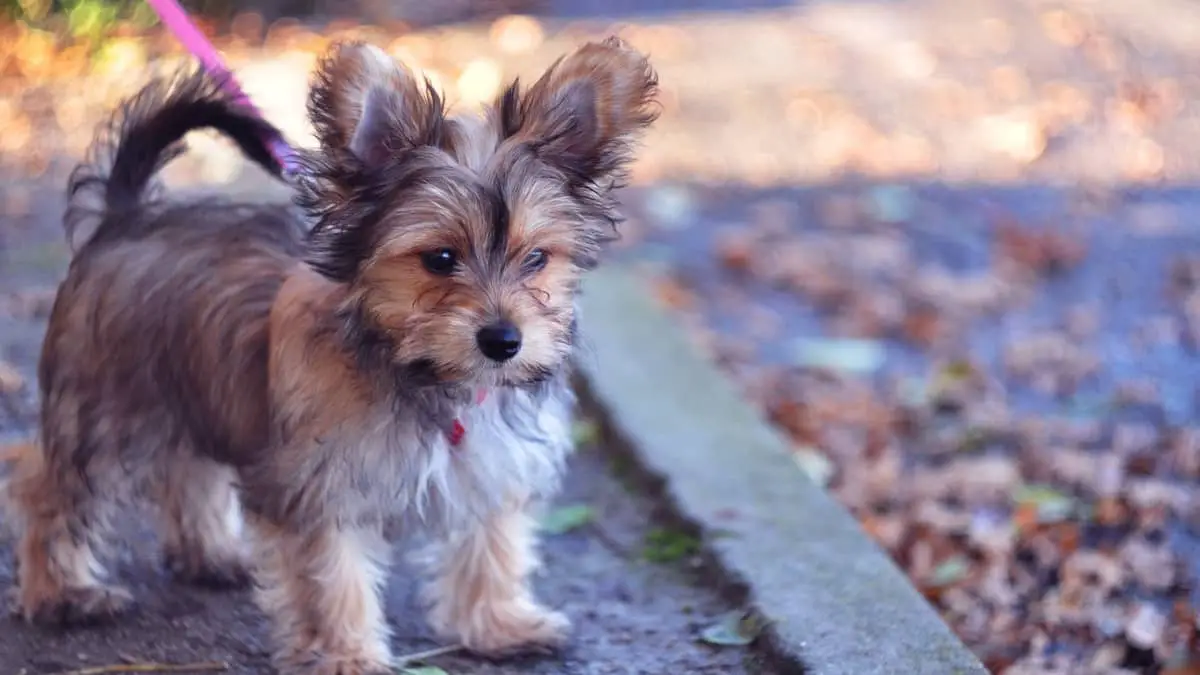 Most Popular Yorkies Mixed Breed - Things You Need To Know 