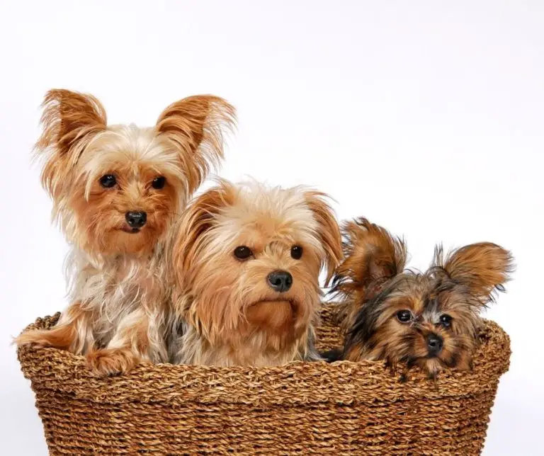 How To Care For A Yorkie Puppy?