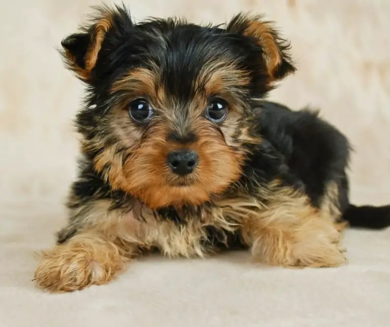 What Is The Best Puppy Food For Yorkies?
