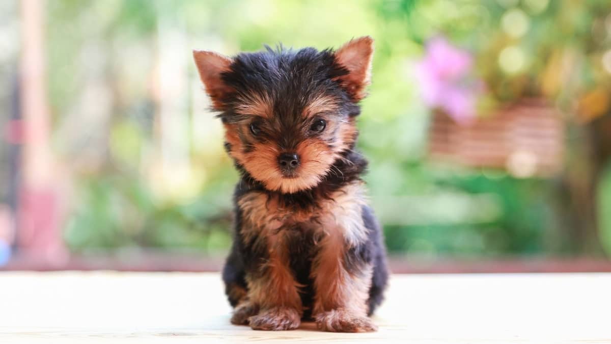 Teacup Yorkies Information The Ultimate Guide To Selecting, Raising And Keeping
