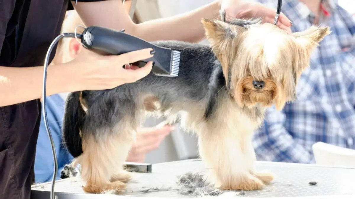 Yorkie Summer Cuts