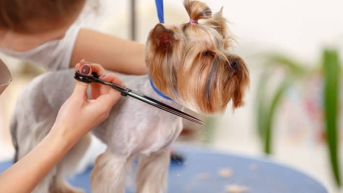 What are the different Yorkie cuts?