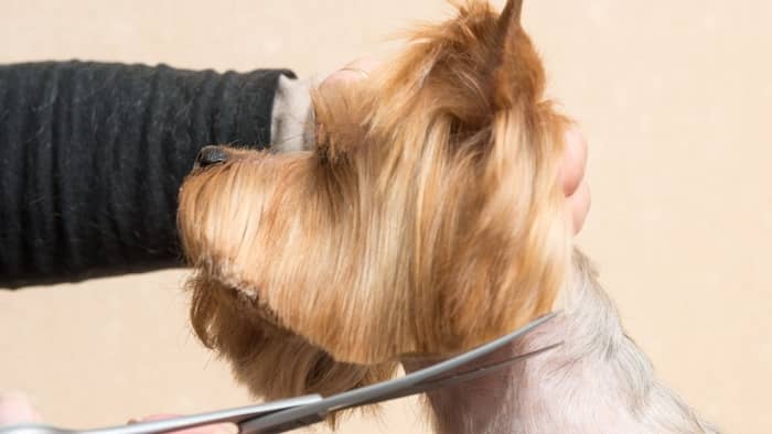 Can Yorkies handle hot weather?